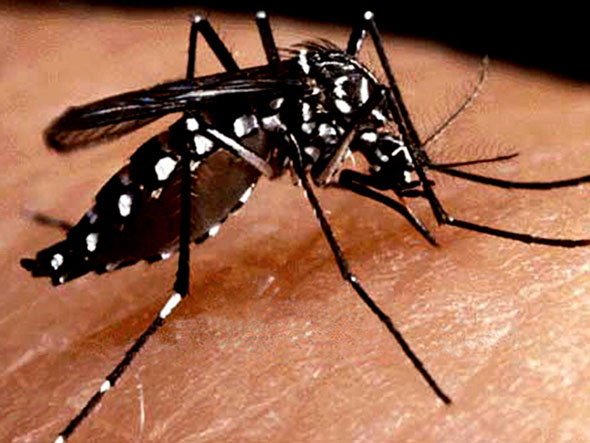 dengue