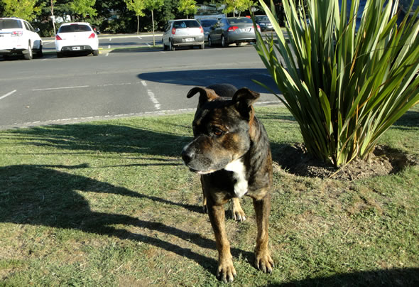 Perros de la calle, los más polémicos de la zona Nordelta