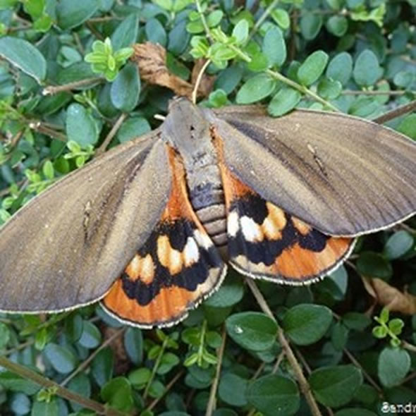 Plaga de orugas de las palmeras en Nordelta