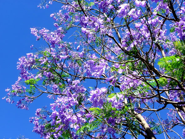 Una plaga está afectando a los jacarandá Nordelta