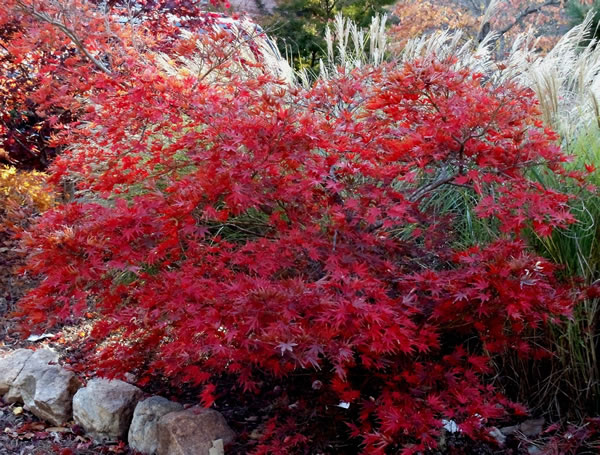 Feng shui- jardines espirituales y energéticos