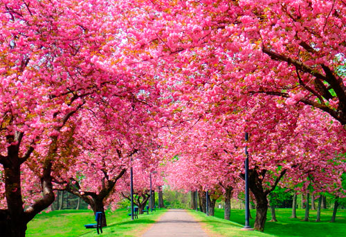 La bienvenida a la primavera de parte de un lector