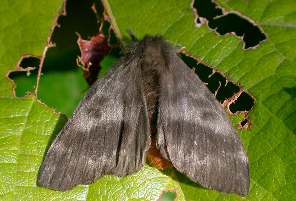 Qué hacer con las mariposas negras