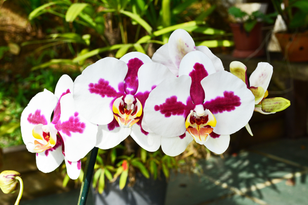 orquideas-1