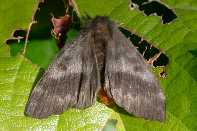 Presencia de mariposas negras en Nordelta