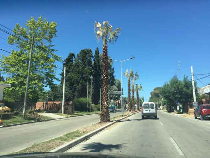 Palmeras y nuevas luces en Benavídez