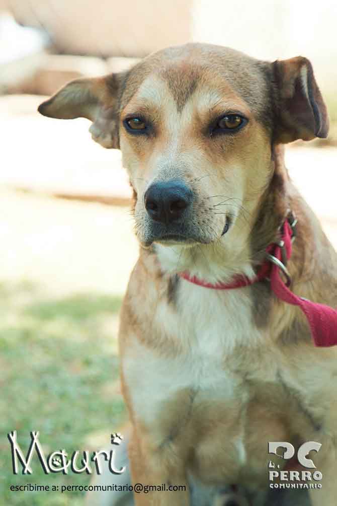 Cachorros en adopción de Perro Comunitario