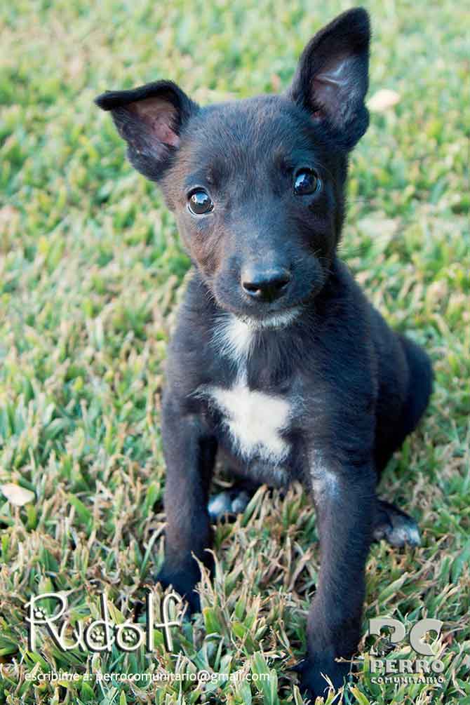 Cachorros en adopción de Perro Comunitario