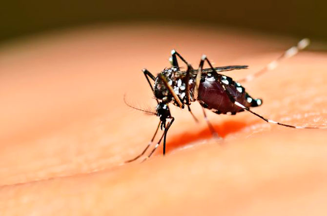 Recomendaciones para prevenir el mosquito del dengue