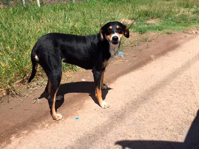 Perros en adopción de Perro Comunitario