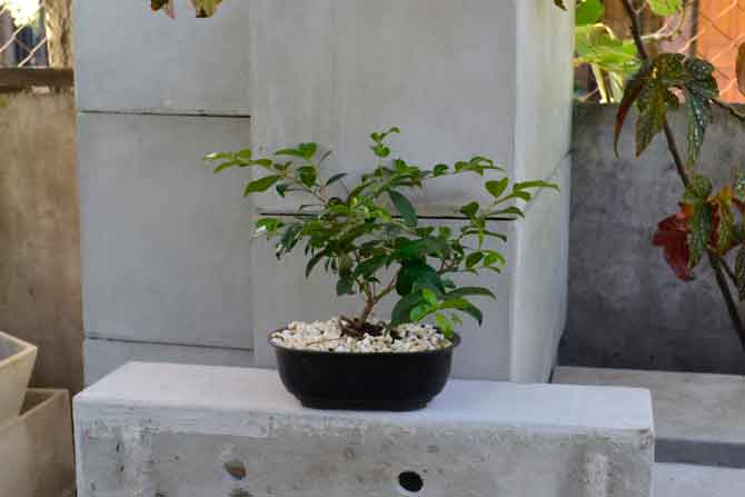 bonsai-1-ok-