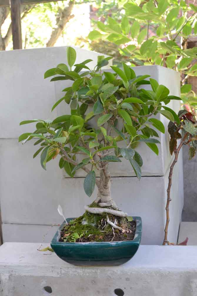 bonsai-2-ok-