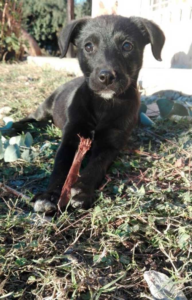 Perritos en adopción de julio de Perro Comunitario