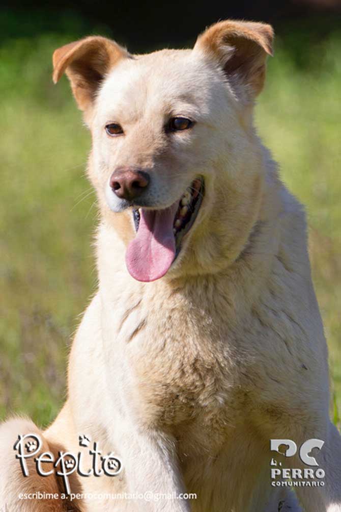 Perritos en adopción de agosto de Perro Comunitario