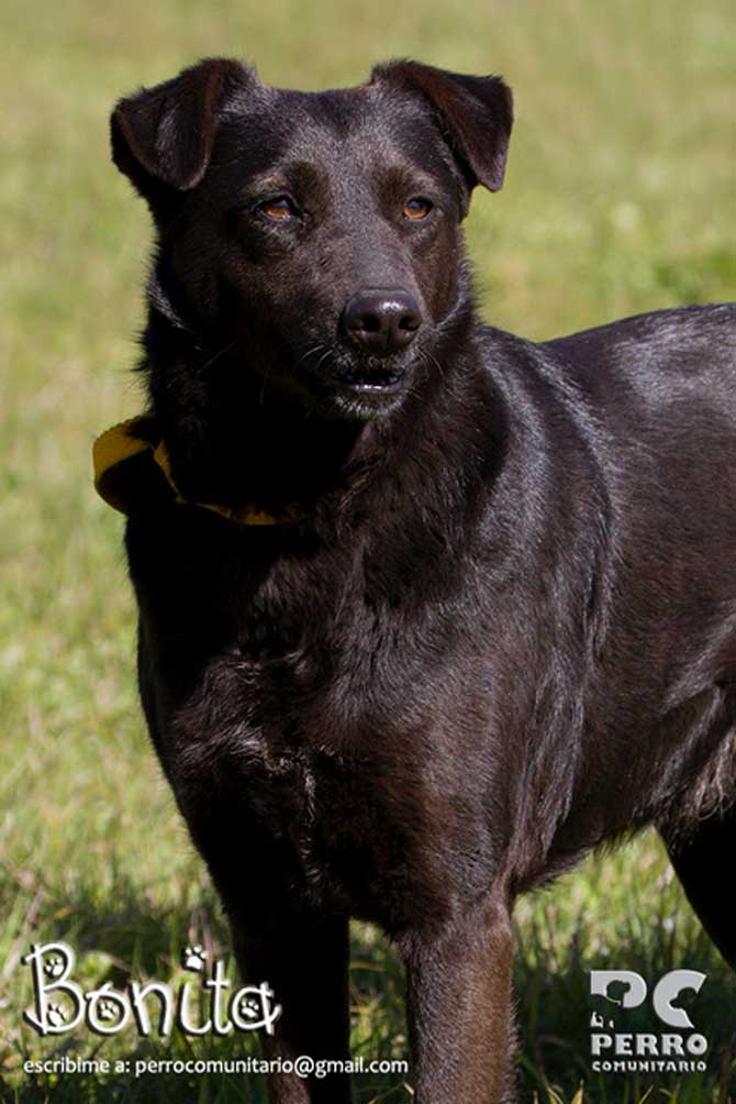 Perritos en adopción de agosto de Perro Comunitario