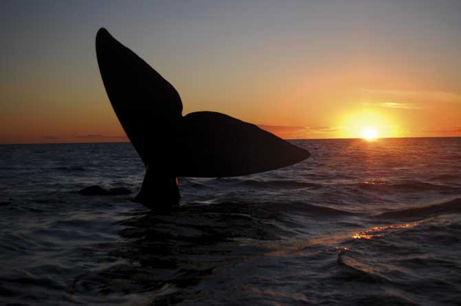 Viviendo entre ballenas