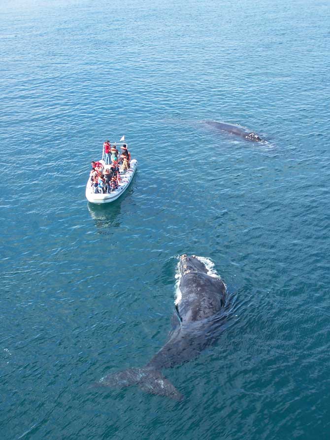 Viviendo entre ballenas