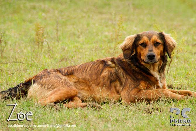 Perritos en adopción de noviembre de Perro Comunitario