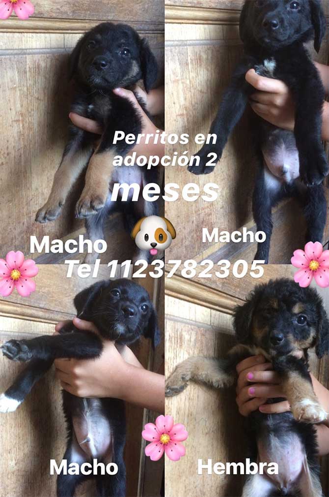 Perritos en adopción