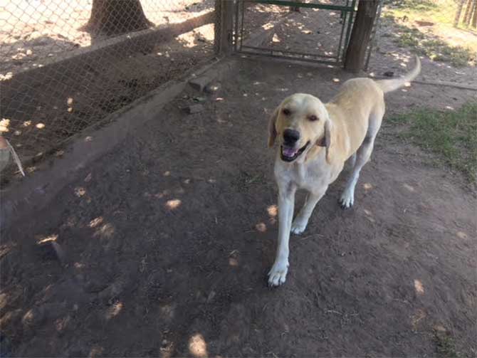 Perritos en adopción de marzo de Perro Comunitario