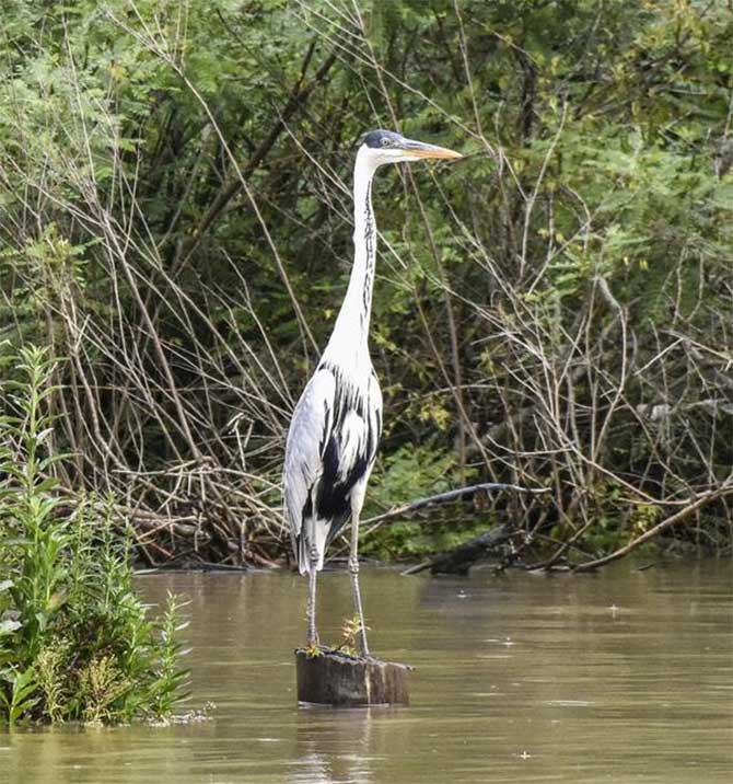 Avistaje de aves en Tigre