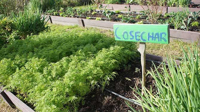 Vivir la huerta como un concepto circular