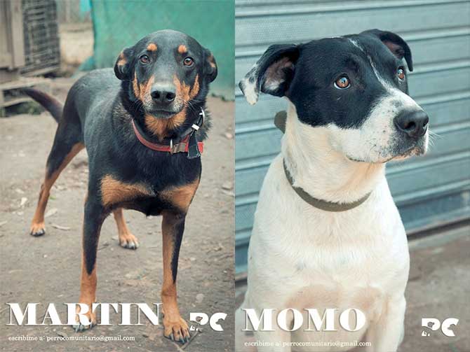 Perros en adopción en Nordelta