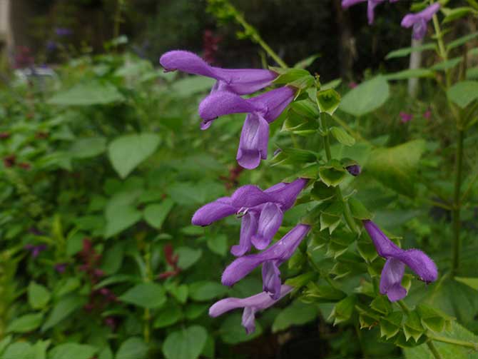 Pensar el jardín para las cuatro estaciones