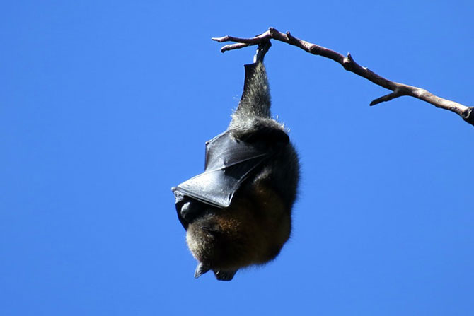 Precauciones ante la presencia de murciélagos en Tigre