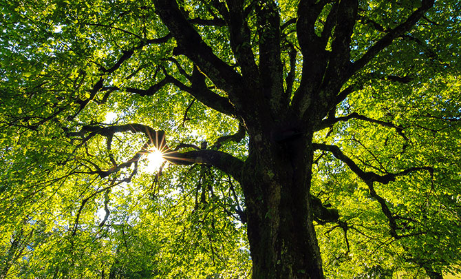 Día del Árbol: Algunas especies atractivas para tu jardín