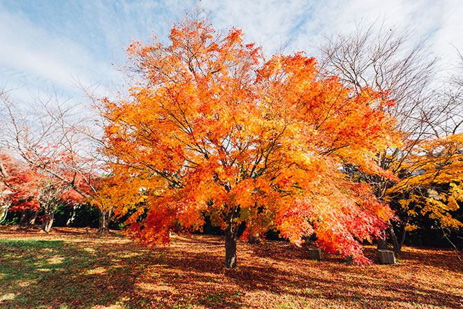 Día del Árbol: Algunas especies atractivas para tu jardín