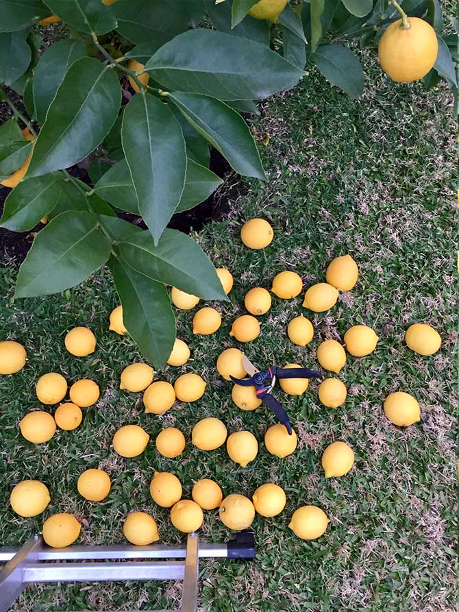 Cultivo de limón en casa: nutrición al alcance de la mano