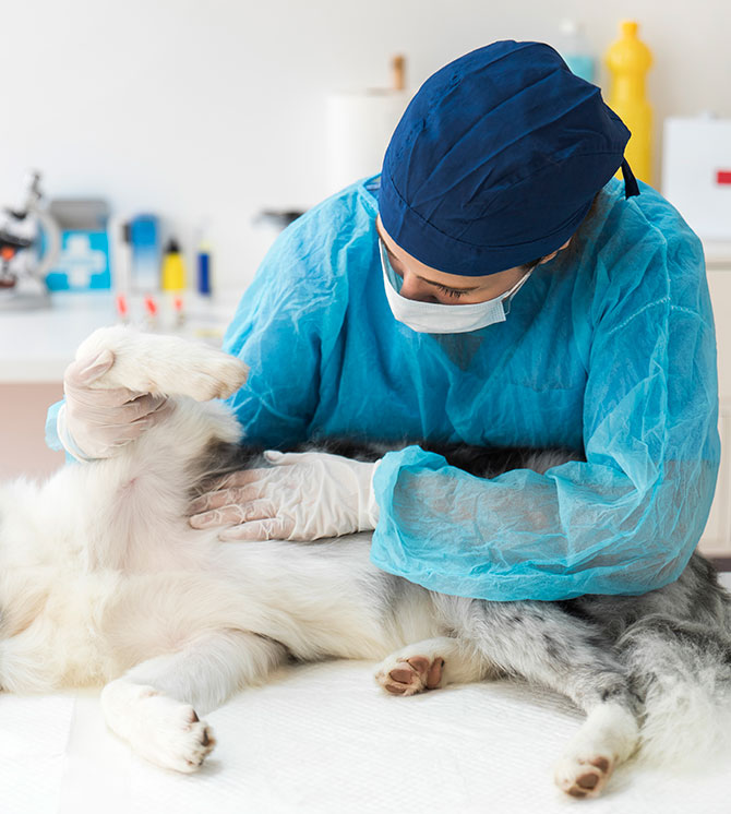 6 de agosto: Día del Ingeniero Agrónomo y del Médico Veterinario