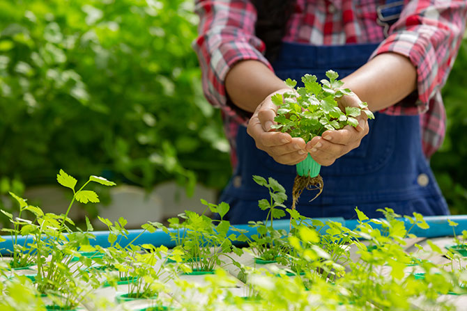 Tigre abre un curso de promotores de huerta agroecológica