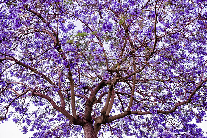 Día del Árbol: Algunas especies atractivas para tu jardín