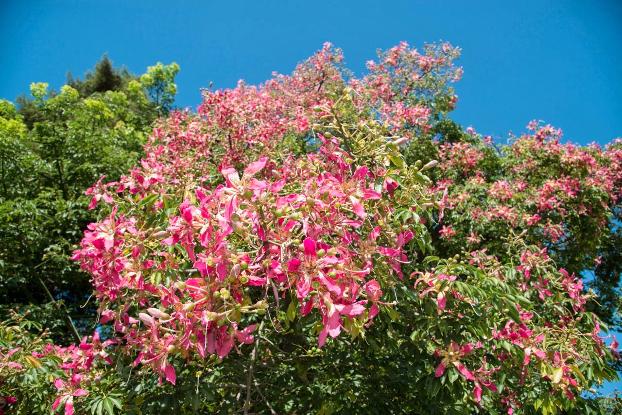 Día del Árbol: Algunas especies atractivas para tu jardín