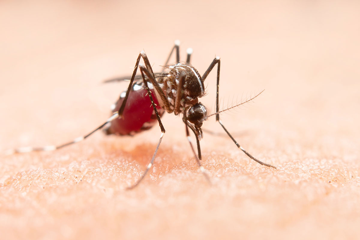 Cómo prevenir la proliferación de mosquitos