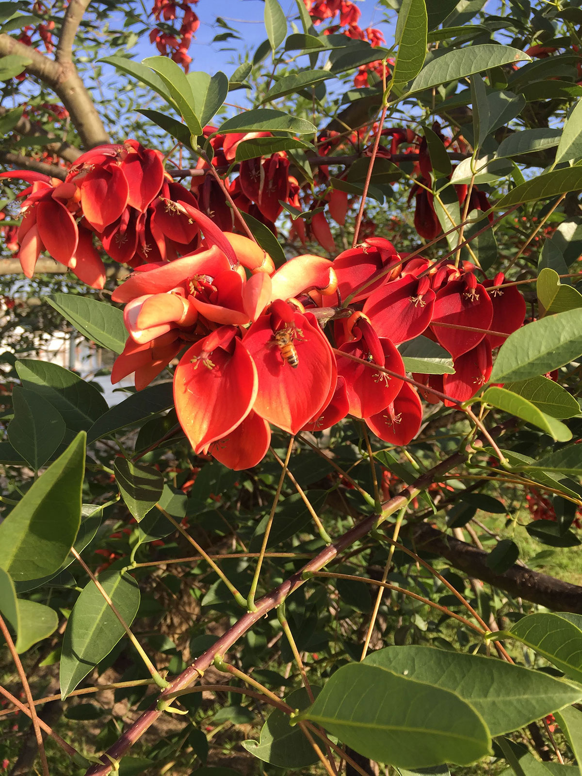 Día de la Flor Nacional: Ceibo, seibo, zuinandí, Erythrina crista-galli -