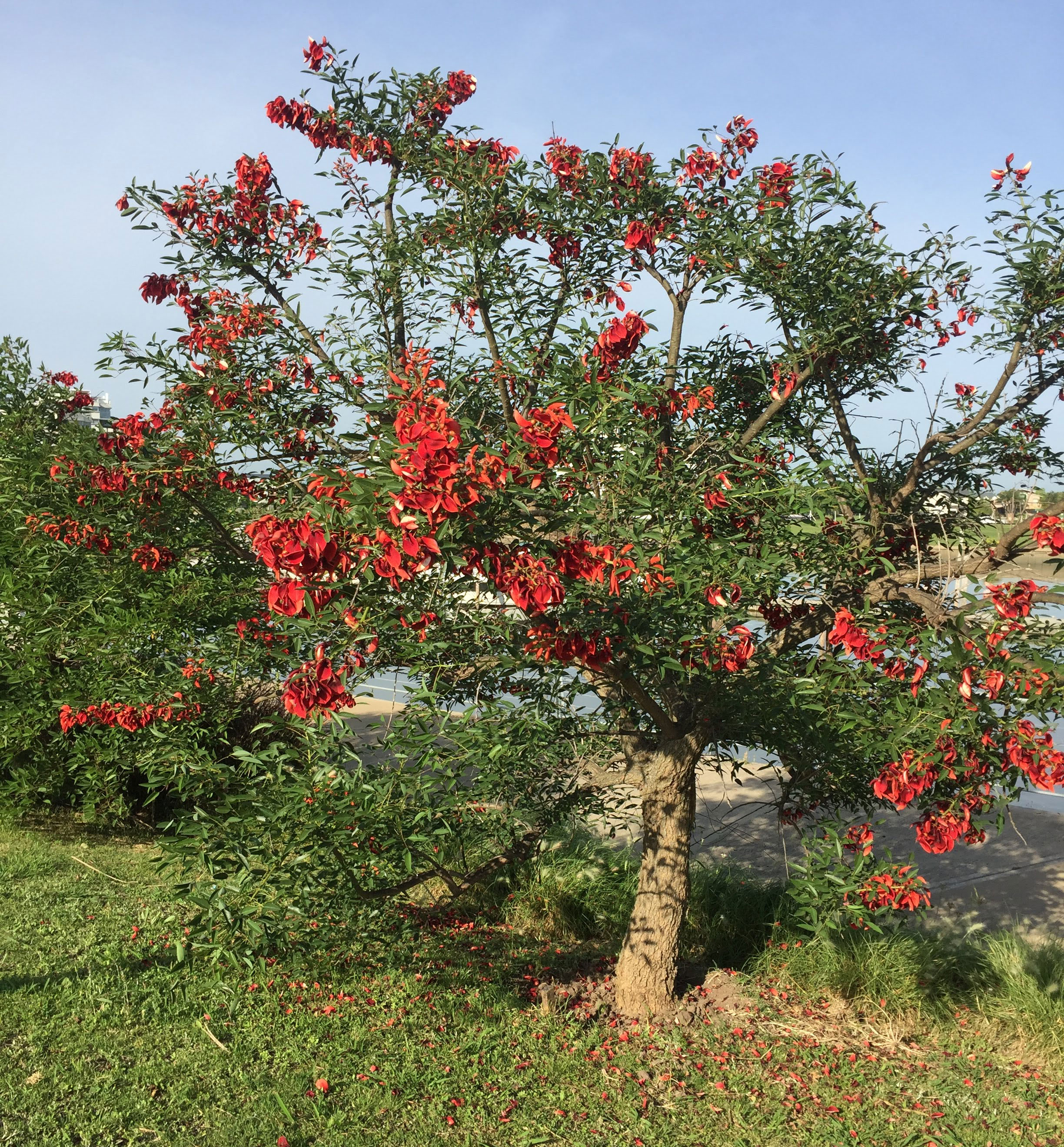 Día de la Flor Nacional: Ceibo, seibo, zuinandí, Erythrina crista-galli