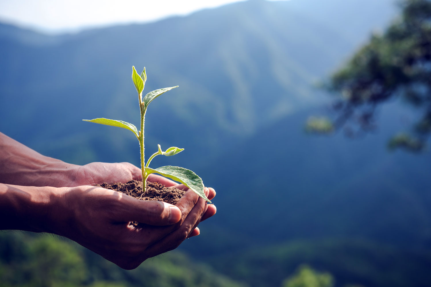 Un estilo de vida más ecológico, una tendencia inspiradora para el 2020