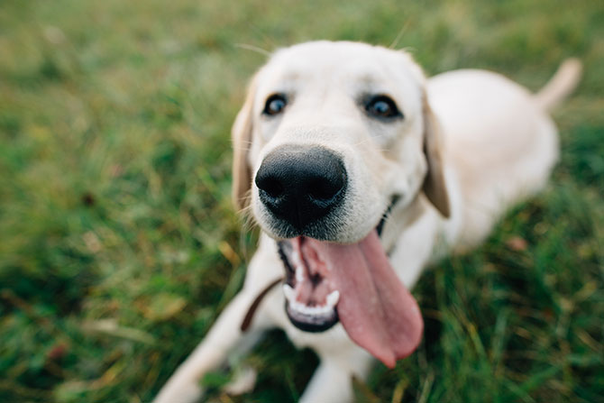 Cómo cuidar a tu perro en estas fiestas