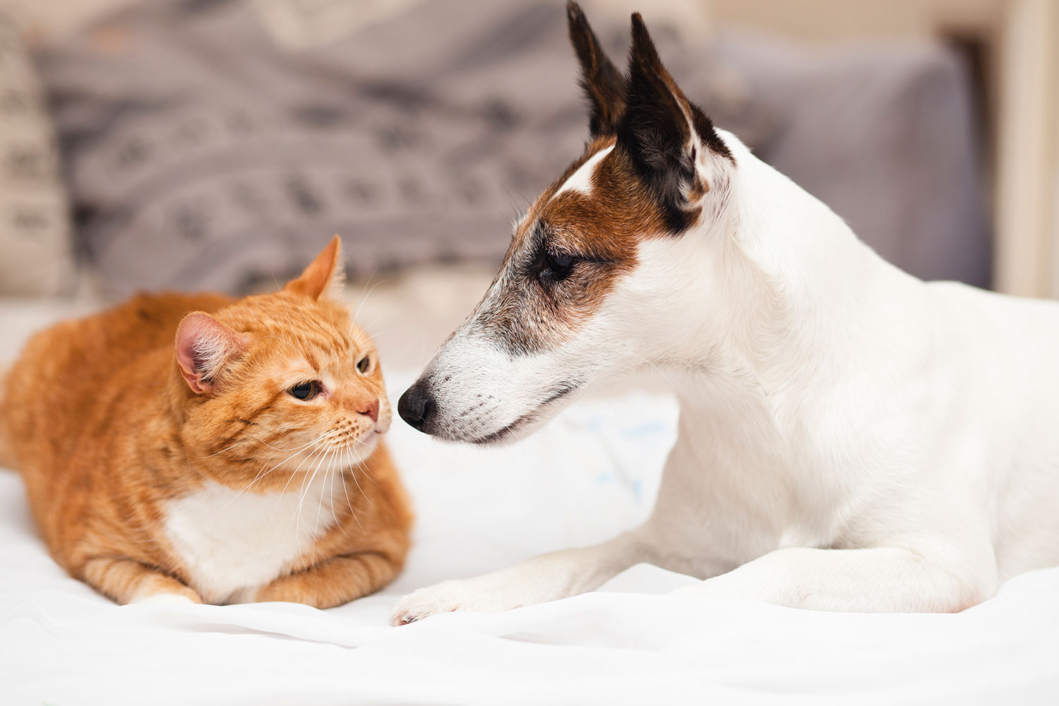 ¿Cómo ven el mundo gatos y perros?