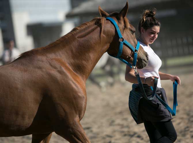 Nuestros Caballos en la Rural