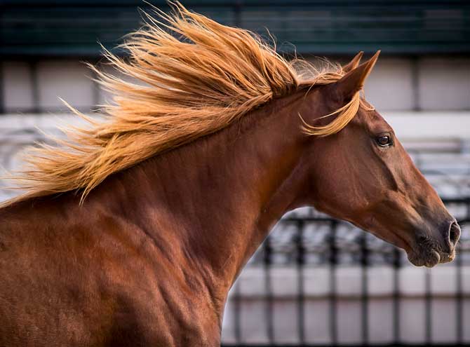 Nuestros Caballos en la Rural