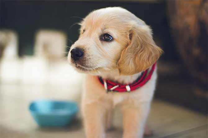 Cachorros en Cuarentena