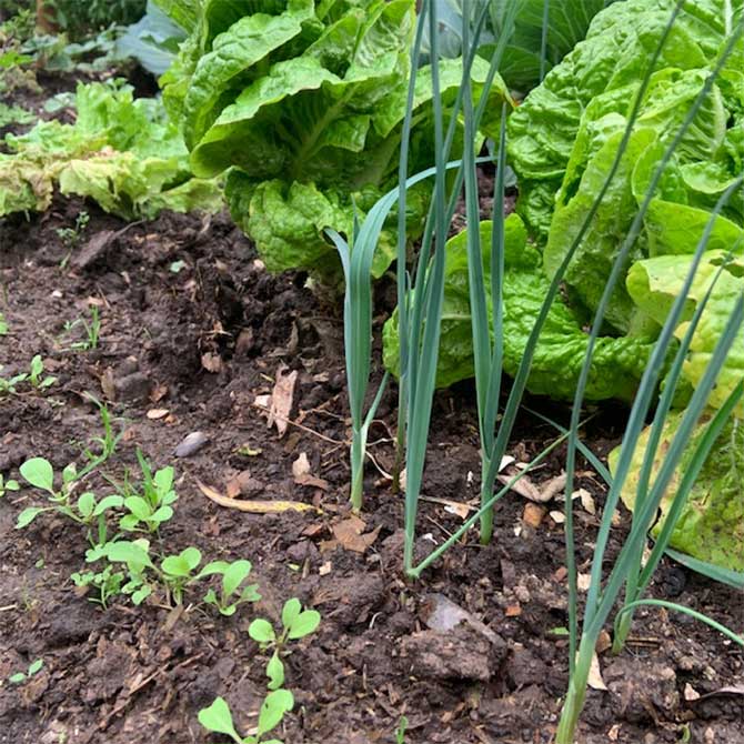 Huerta en casa