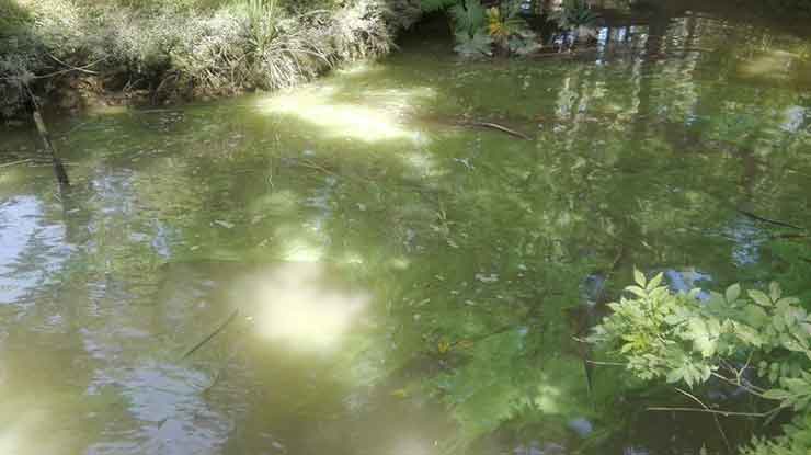 Aguas verdosas en el Delta