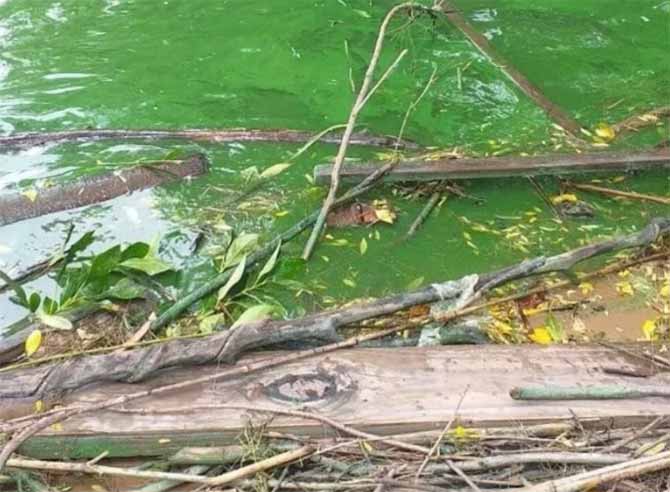 Cianobacterias en el río que podrían ser tóxicos