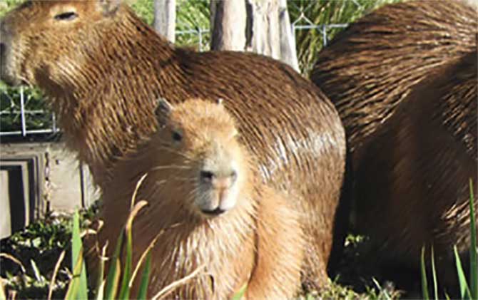 Carpincho atropellado en Nordelta