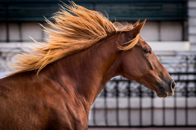 Vuelve “Nuestros Caballos” a La Rural